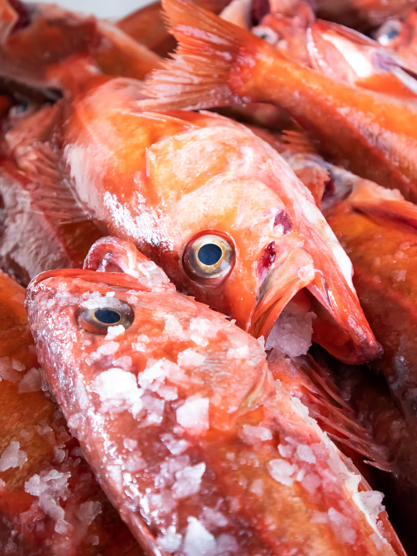 What Are Rock Fish: Discovering this Versatile Seafood