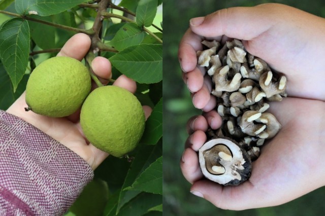 Walnuts vs Black Walnuts: Nutritional Value and Flavor Differences