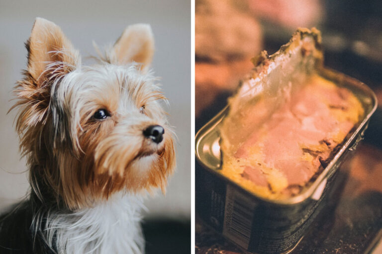 Chicken Liver to Dogs: Risks and Benefits of Feeding Liver to Pets