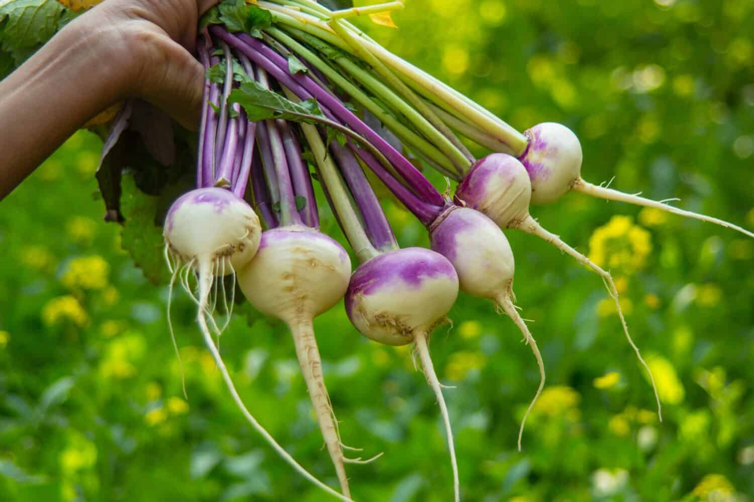 Parsnips vs Turnips: Comparing Two Root Vegetables